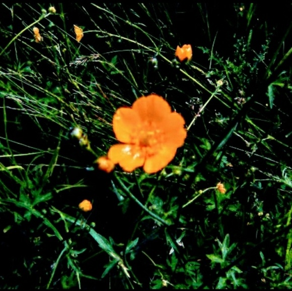 Meet your Posher, Leona - Picture 1 of 1